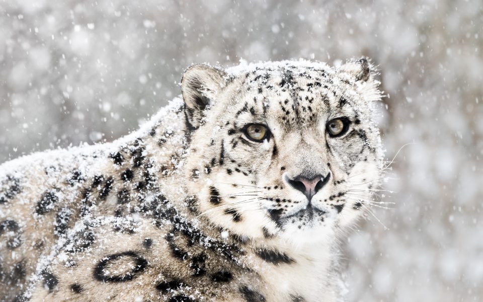 Oregon State University Harnesses Supercomputing from Advanced HPC to Help Save Snow Leopards from Extinction